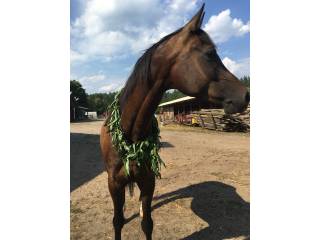 wałach arabski na sprzedaż