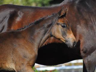 Dark Knight Z po Django Z (Dourkhan Hero Z/Sea Coast Don’t Touch Tiji Hero) od Amelia G (Empire/Embassy I/Escudo I) CZEMPION