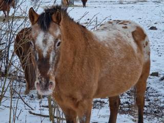 Sprzedam kuca grzeczna