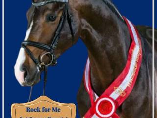 ROCK FOR ME  Reproduktor na sezon hodowlany 2026 w Polsce