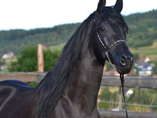 Kary ogier arabski Ekert (Pilot x Ekumena/Gazal Al Shaqab