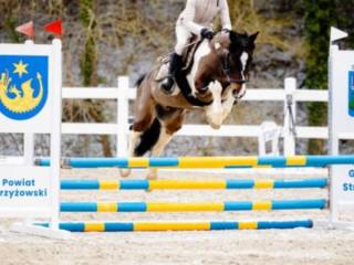 Świetny kuc profesor