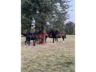 Pomoc w stajni przy koniach