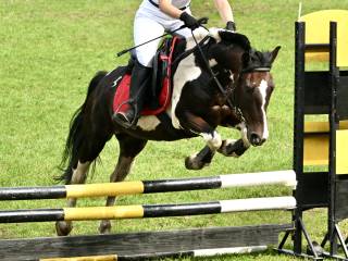 Świetny kuc do nauki skoków