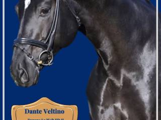 DANTE WELTINO OLD  Ogier hodowlany – sezon 2026