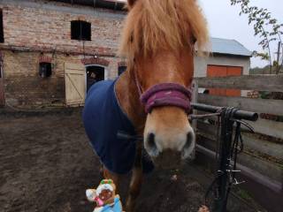 Cudowna klacz w tereny i nie tylko