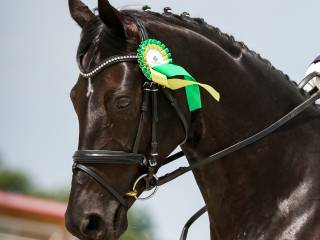 Ogłowie Kavalkade z cyrkoniami przy klamerkach, COB