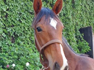 Przyszłościowy wałach do sportu