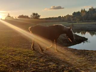 Poszukiwany instruktor jazdy konnej oraz hipoterapii - ogłoszenie grzecznościowe