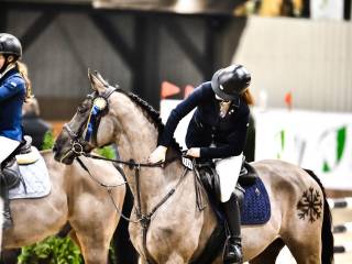 Skoczny wałach z dużym potencjałem