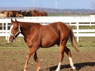 Dwuletni Ogierek AQH na sprzedaż