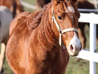Na sprzedaż dwuletni ogierek AQH