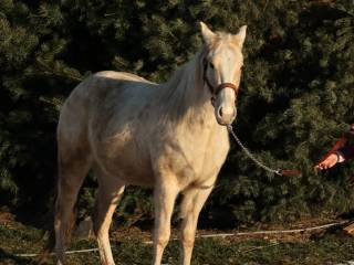 Na sprzedaż 4 letni wałach