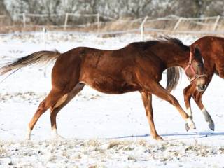 Na sprzedaż dwuletni ogierek AQH