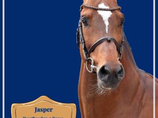 JASPER Ogier hodowlany – sezon 2026