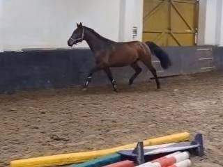 Piękny wałach po Up To Date