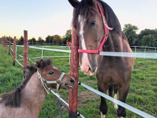 Bardzo duży wałach