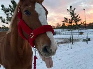 Współdzierżawa klaczy 175 cm. PROMNICE