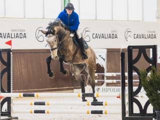 Przyszłościowy wałach po verdi tn