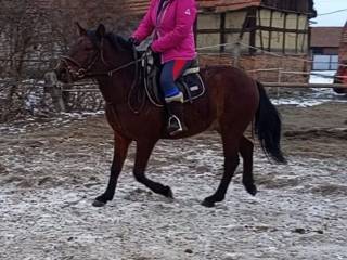 Wałach rasy huculskiej