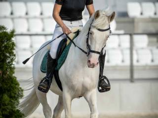 wałach cremello do ambitnej rekreacji/sportu
