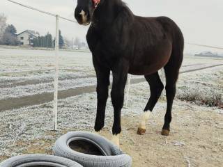 Sprzedam Ogierka Śląskiego