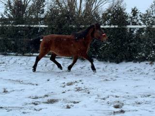 Klacz Huculska Oliwka