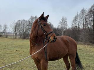 Sprzedam klacz PKSP – 2020,Lanvester