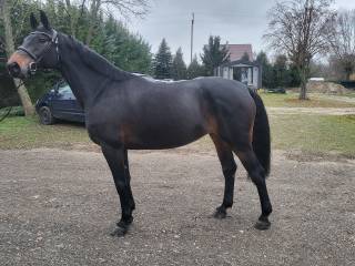 Prawdziwy koń profesor!!!