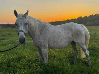Źrebna klacz po Quidam de Revel