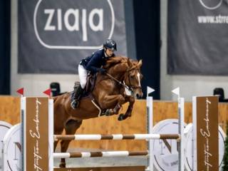 Piękny i bardzo ambitny wałach