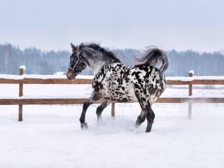 Na sprzedaż tarantowaty ogier