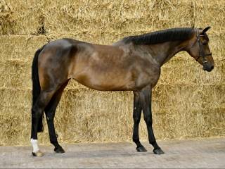 6 letnia klacz z topowym papierem