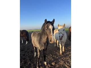 Pilnie sprzedam klaczkę kuca