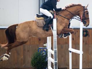 6 letnia klacz do sportu!