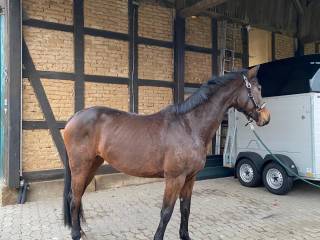 8-letnia klacz do sportu i hodowli