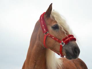 KLACZ HAFLINGER