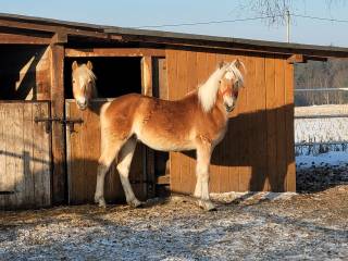 Półtoraroczny ogierek haflinger