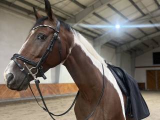 Dzierżawa pięknego wałacha