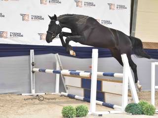 Hanowerski wałach skokowy (Diarado)