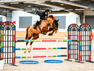 10 letni wałach idealny dla amatora!!