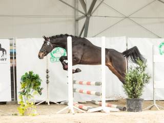 Stanówka małopolkim ogierem Maximus AA