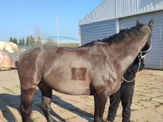 Golenie, strzyżenie - komfort i profesjonalizm