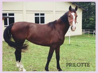 Na sprzedaż 6letnia klacz KWPN