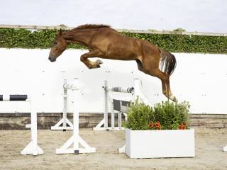 Przyszłościowy wałach z wybitnym rodowodem