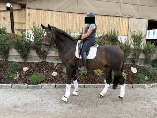 Super wałach ujeżdzeniowy po Fürst Toto/ Fürstenball