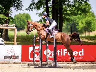 Skokowa klacz na sprzedaż