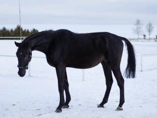 4-letni wałach do dużego sportu, MAGNUM VD BISSCHOP x ELVIS TER PUTTE/ARGENTINUS