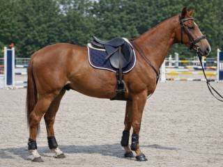 Wałach sportowy- potencjał skokowy