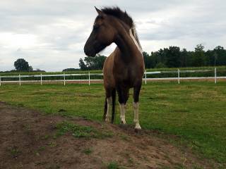 Klaczka huculska obustronne pochodzenie